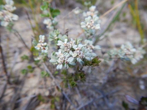 Spyridium cinereum (Spyridium cinereum)