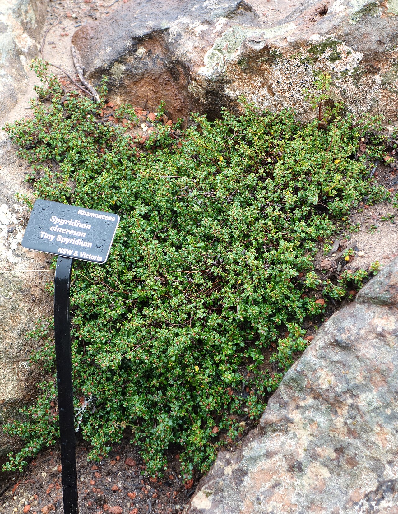 Spyridium cinereum: Botanical specimen in the UC Santa Cruz Arboretum at the University of California, Santa Cruz - 1156 High Street, Santa Cruz, California, USA.