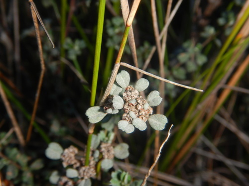 Spyridium cinereum (Spyridium cinereum)