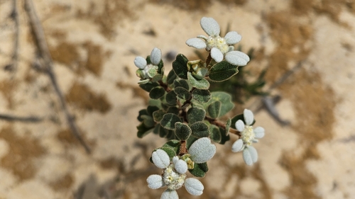 Spyridium coactilifolium (Spyridium coactilifolium)