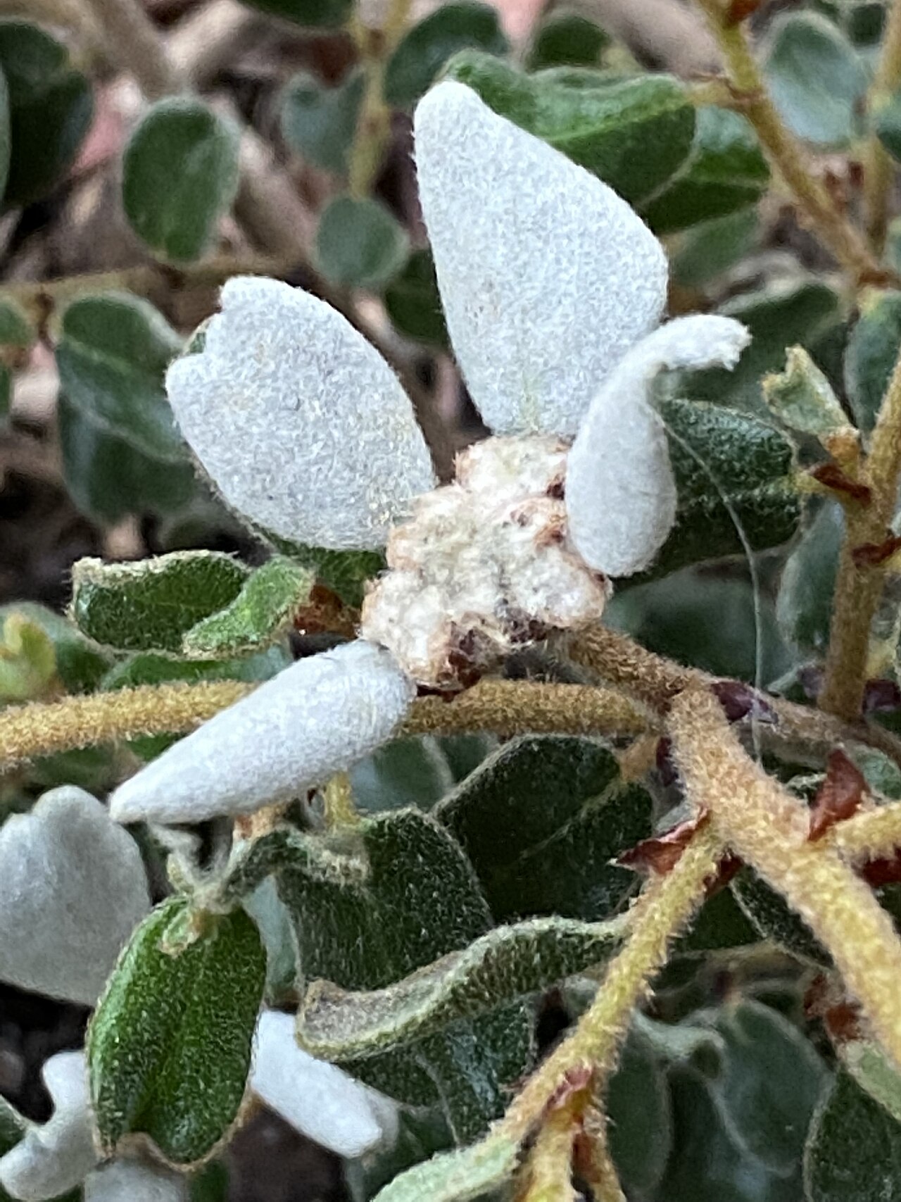 Spyridium coactilifolium: Spyridium coactilifolium cultivated plant growing in Bowral