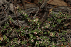 Spyridium cordatum (Spyridium cordatum)