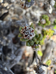 Spyridium cordatum (Spyridium cordatum)