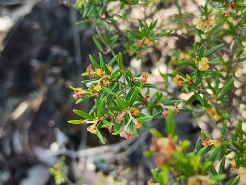 Spyridium daltonii (Spyridium daltonii)