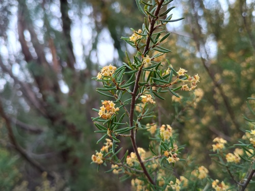 Spyridium daltonii (Spyridium daltonii)