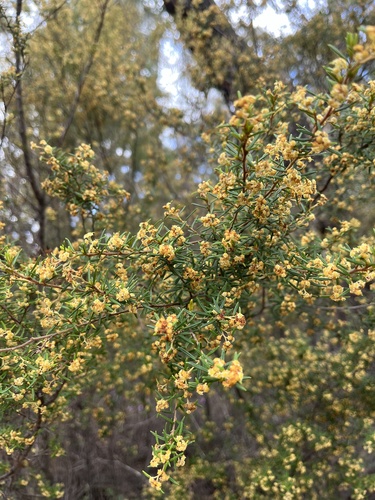 Spyridium daltonii (Spyridium daltonii)