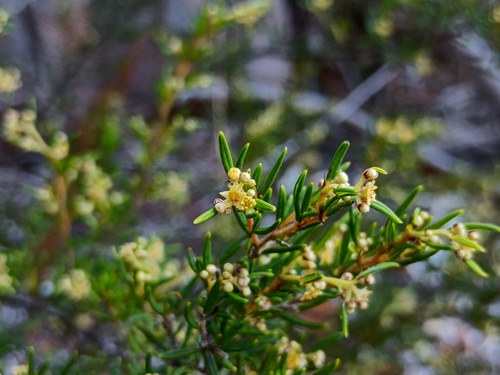Spyridium daltonii (Spyridium daltonii)