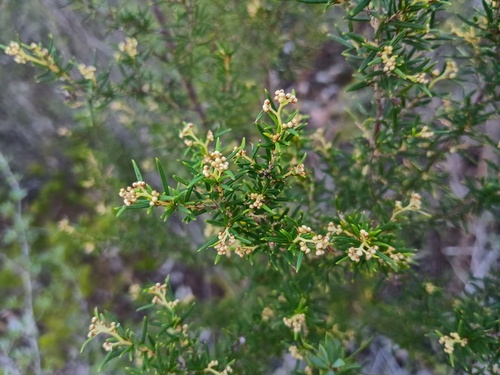 Spyridium daltonii (Spyridium daltonii)