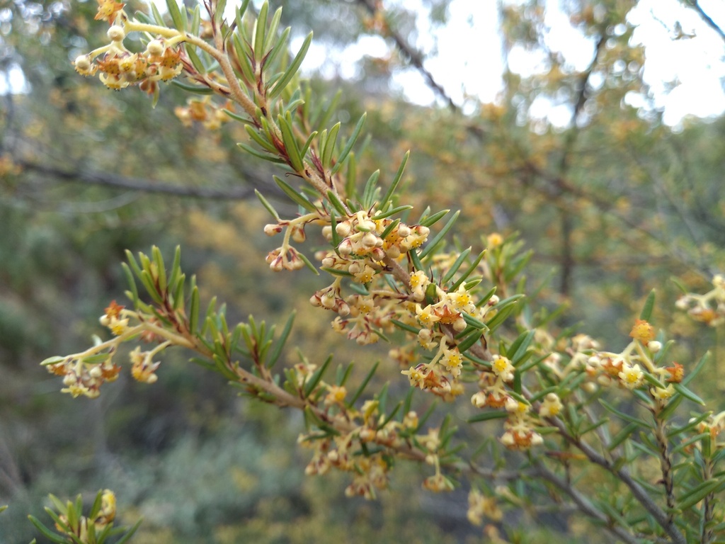 Spyridium daltonii (Spyridium daltonii)