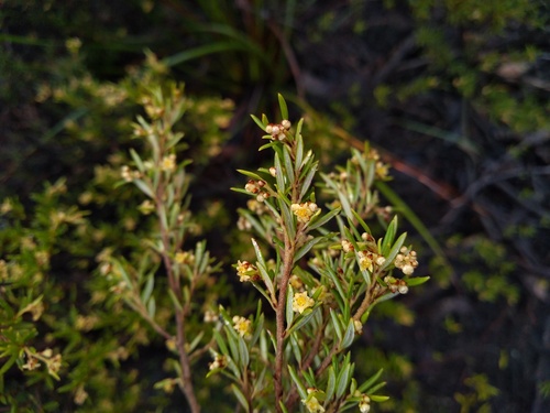 Spyridium daltonii (Spyridium daltonii)