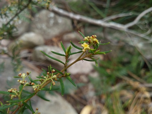 Spyridium daltonii (Spyridium daltonii)