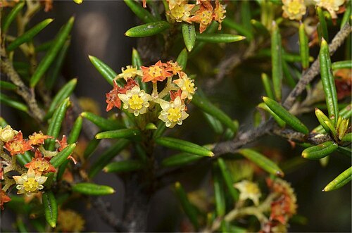 Spyridium daltonii: Spyridium daltonii near Mt William Road, Grampians National Park, Victoria