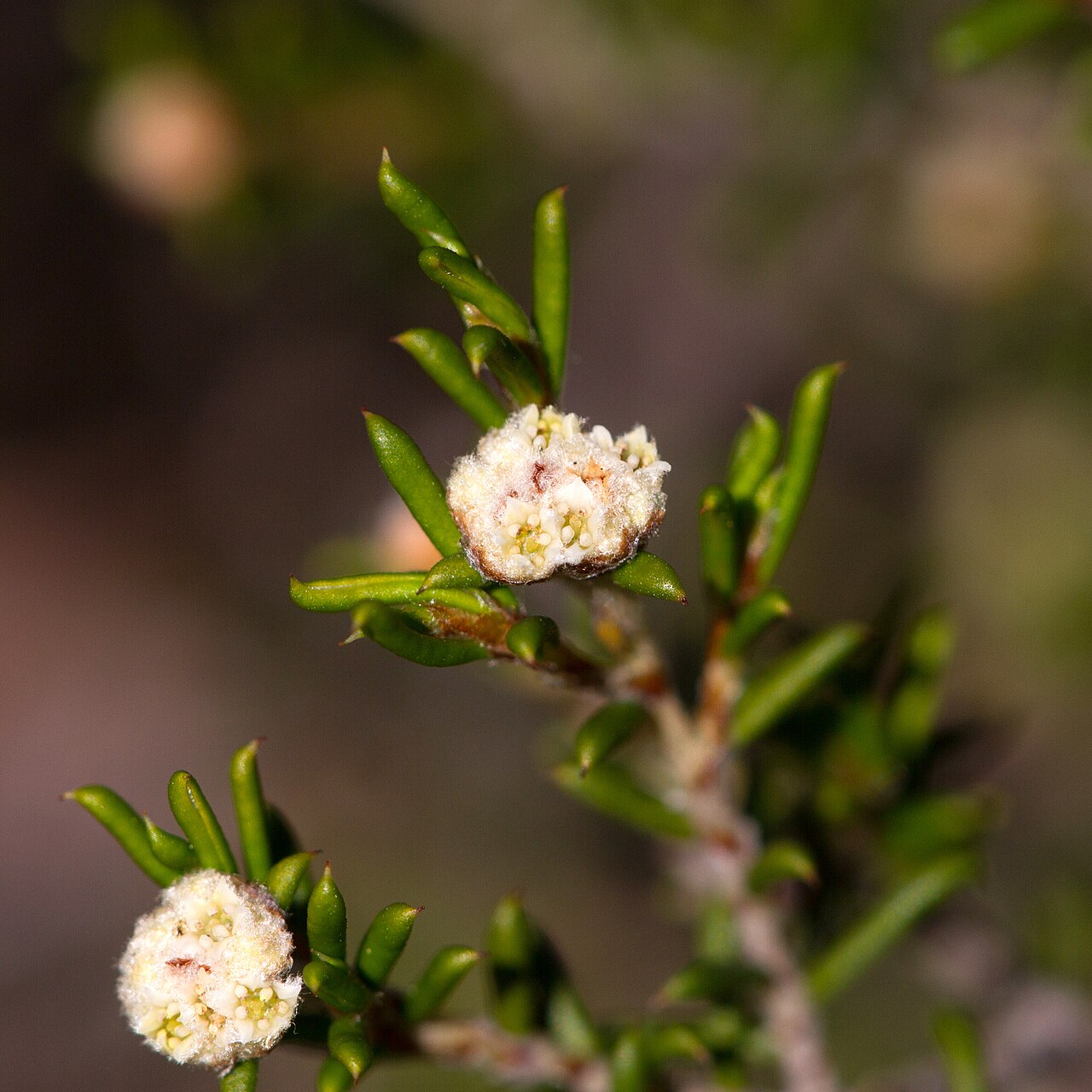 Heath spyridium: Heath spyridium ( Spyridium eriocephalum ) in Australia