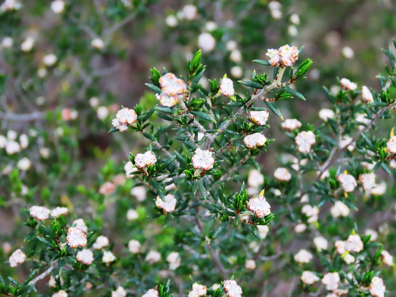 Heath spyridium: Heath spyridium ( Spyridium eriocephalum ) in Australia