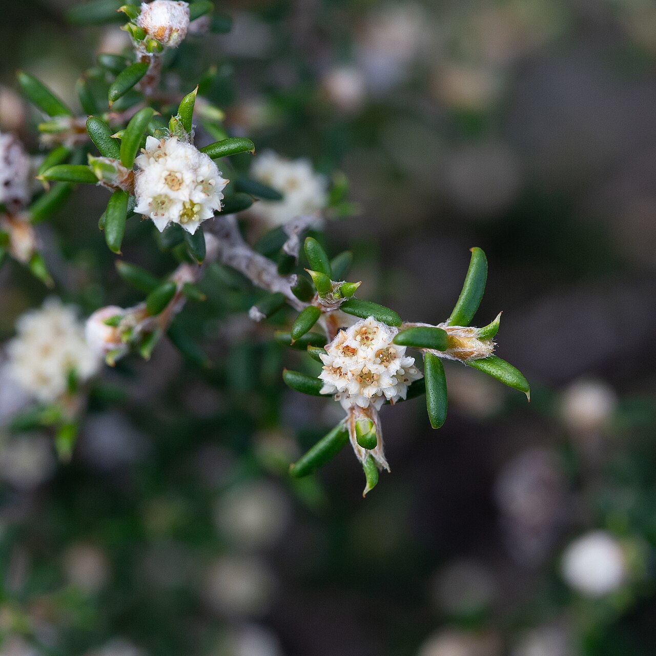 Heath spyridium: Spyridium eriocephalum in Monarto Conservation Park