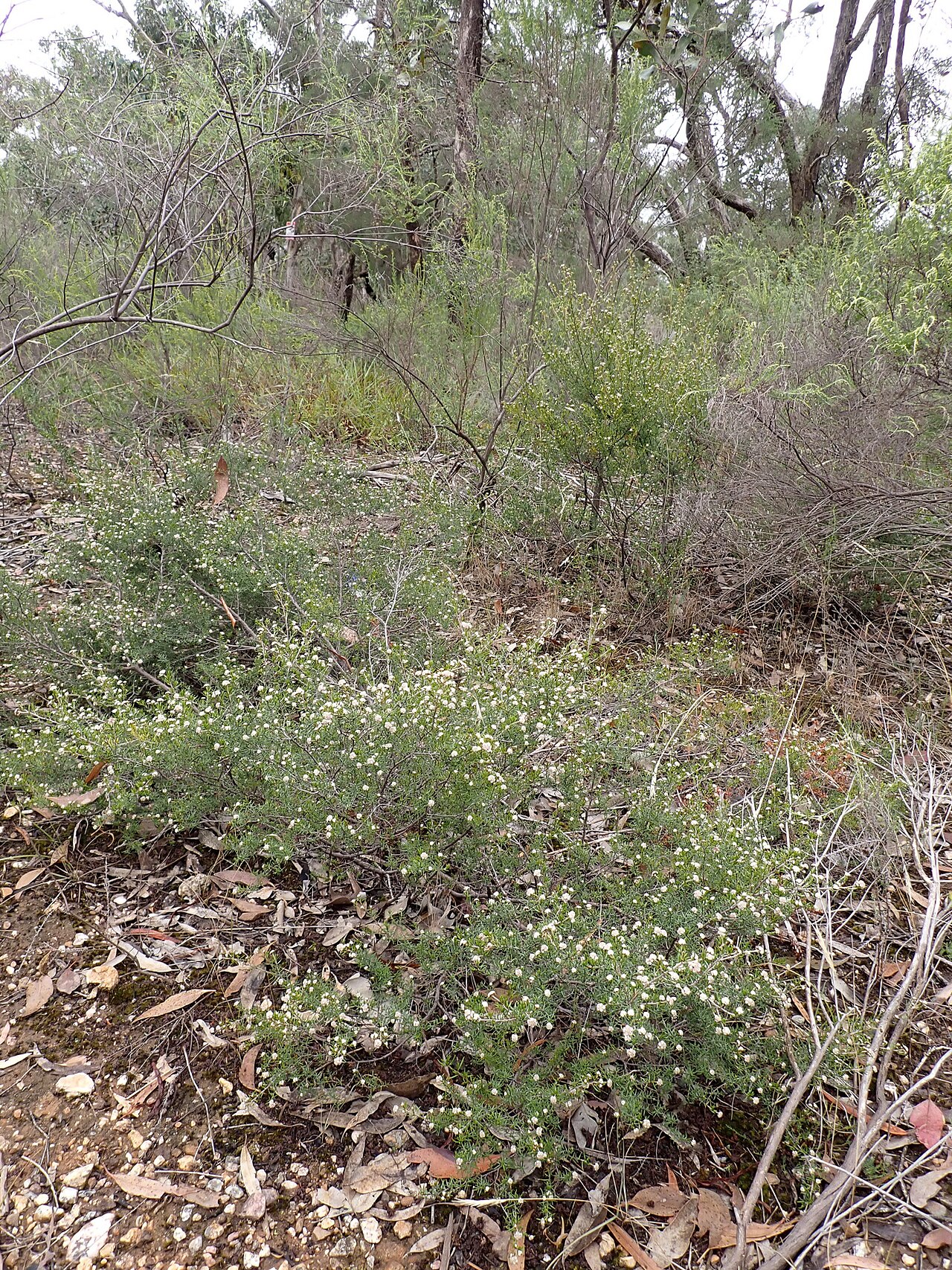 Heath spyridium: Heath spyridium ( Spyridium eriocephalum ) in Australia