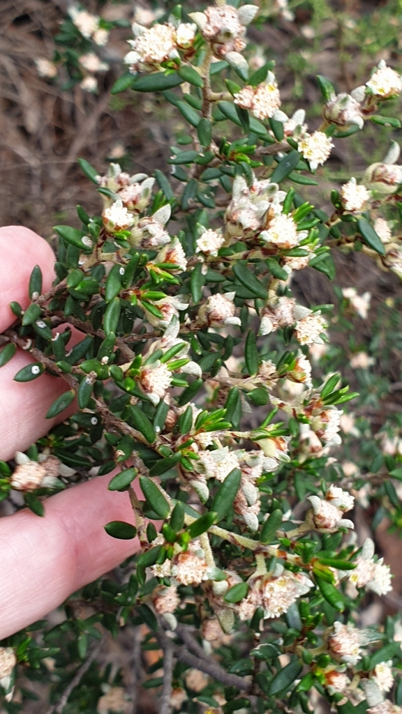 Heath spyridium (Spyridium eriocephalum)