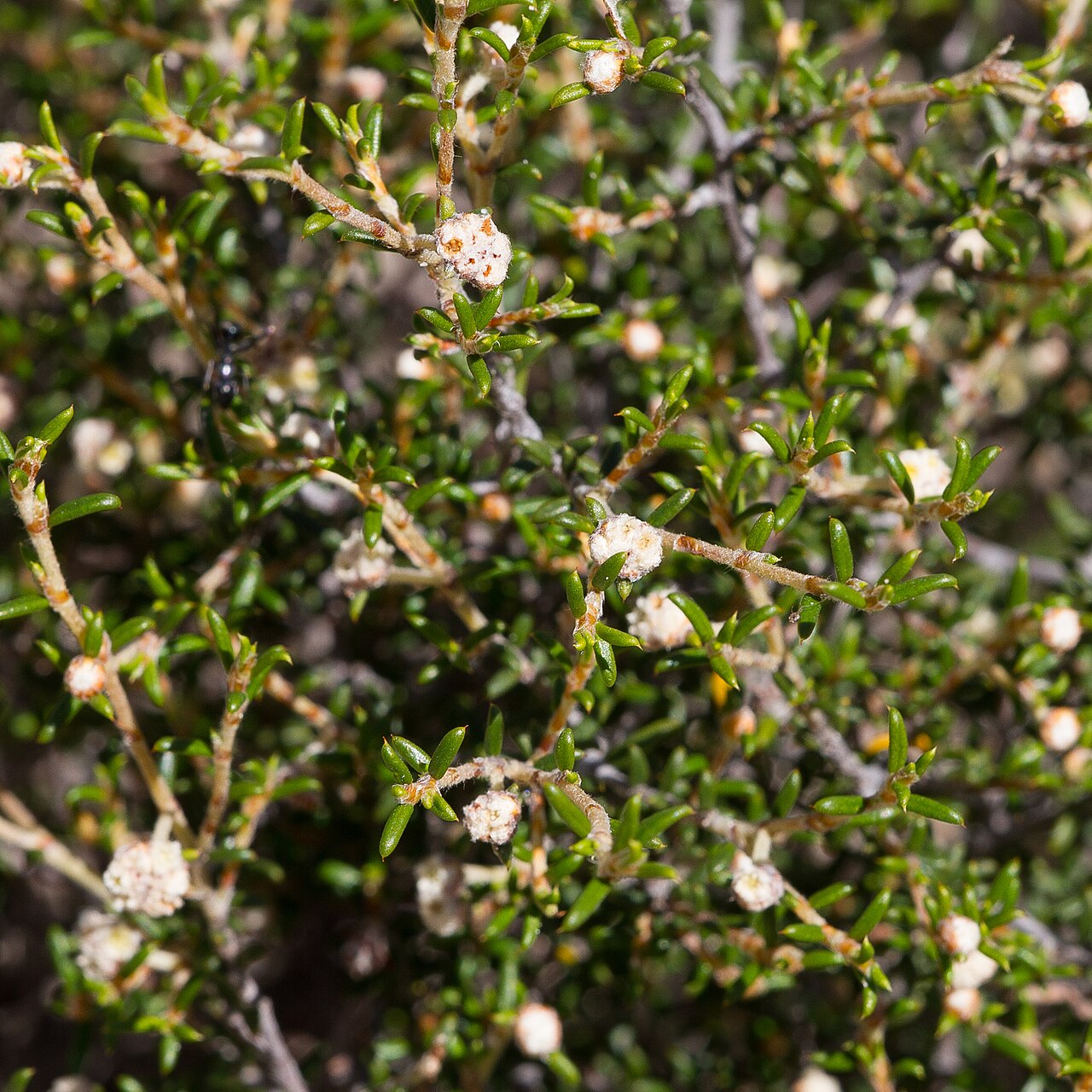 Heath spyridium: Heath spyridium ( Spyridium eriocephalum ) in Australia