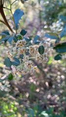 Spyridium globulosum (Spyridium globulosum)