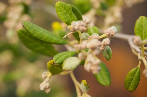 Spyridium globulosum (Spyridium globulosum)