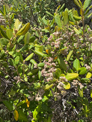 Spyridium globulosum (Spyridium globulosum)
