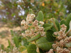 Spyridium globulosum (Spyridium globulosum)