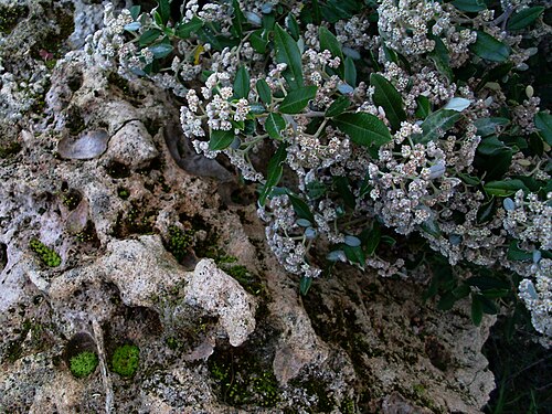 Spyridium globulosum: Spyridium globulosum (Basket bush) over a rock. Simple!