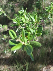 Spyridium globulosum (Spyridium globulosum)