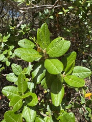 Spyridium globulosum (Spyridium globulosum)