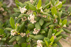 Spyridium globulosum (Spyridium globulosum)