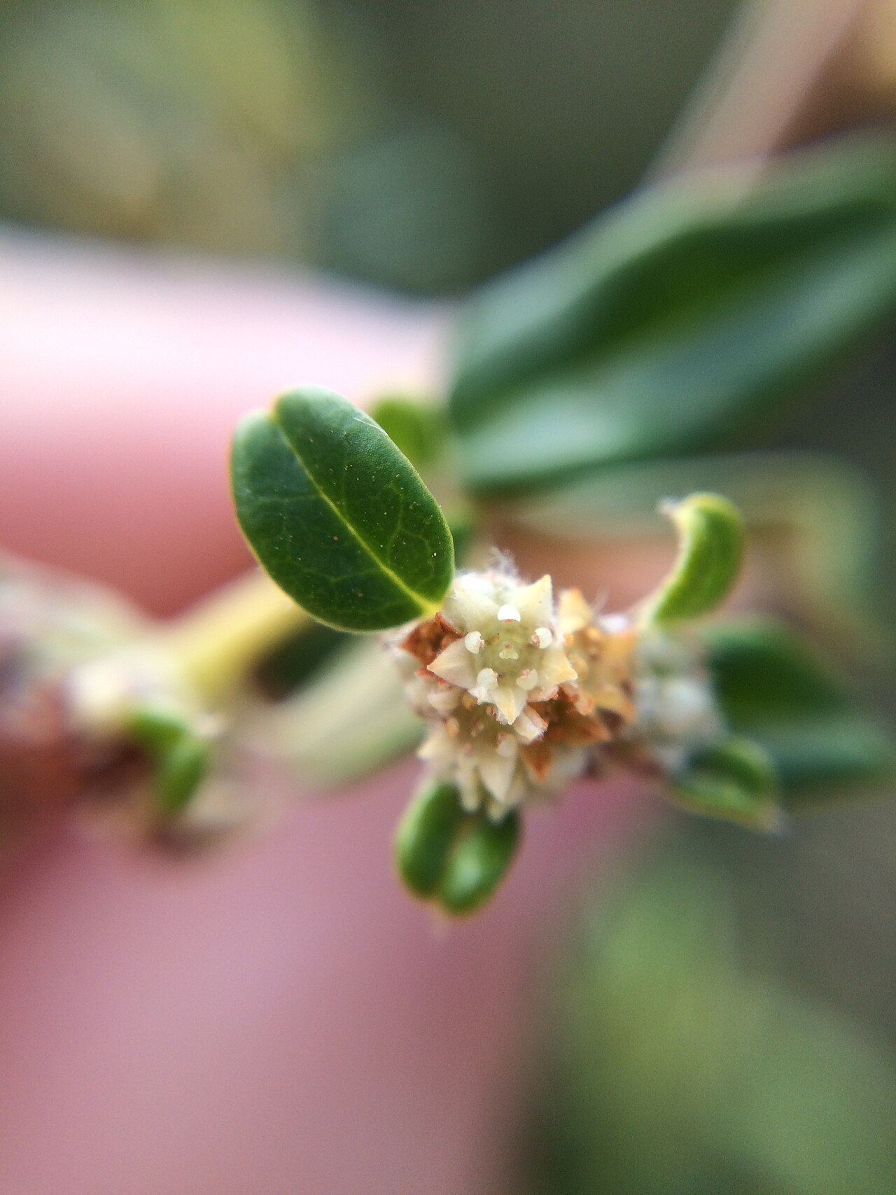 Spyridium majoranifolium: Spyridium majoranifolium near Mason Bay, east of Hopetoun, Western Australia