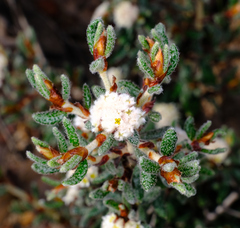 Spyridium polycephalum (Spyridium polycephalum)