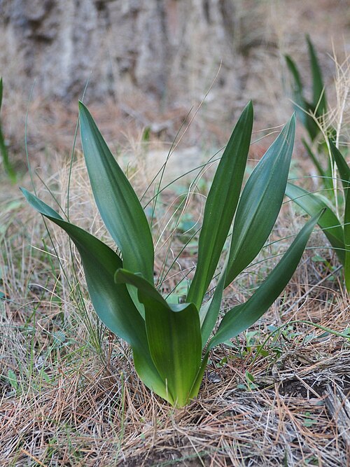 Spring squill: Drimia maritima growing along the King's Path, Caminito del Rey , in a limestone canyon Desfiladero de los Gaitanes, Natura 2000 Special Area of Conservation (I