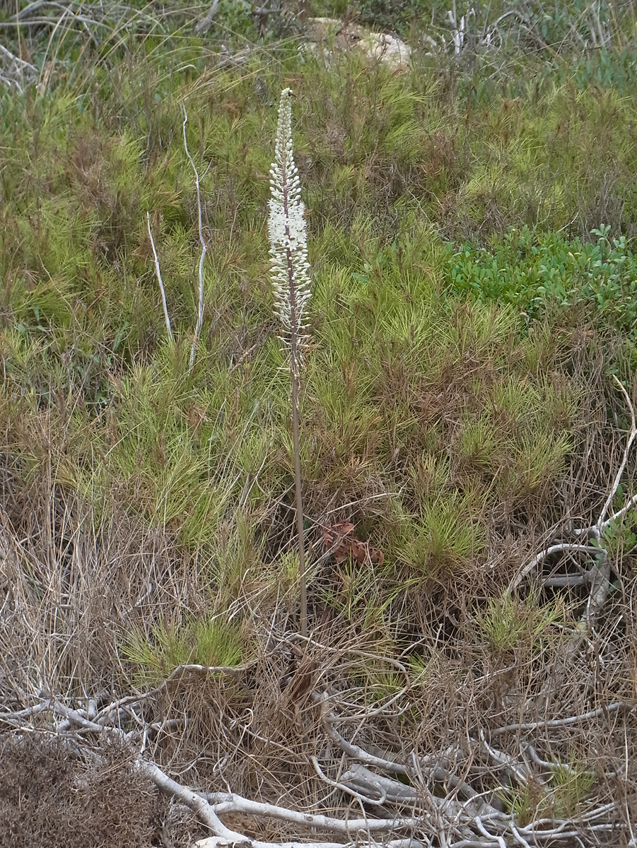 Spring squill: Drimia maritima near Sant Tomás