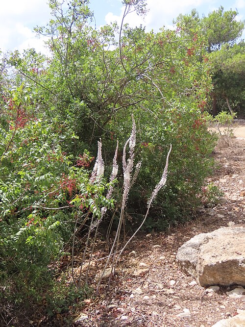 Spring squill: Drimia maritima in Carmel Hai-Bar Nature Reserve