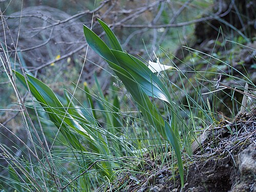 Spring squill: Drimia maritima (leaves) and Narcissus cantabricus (leaves and flowers) growing along the King's Path, Caminito del Rey , in a limestone canyon Desfiladero de l