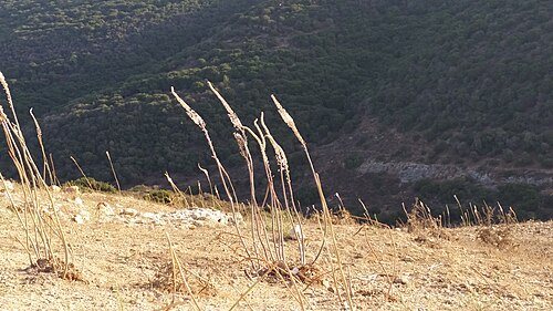 Spring squill: חצבים על תל יודפת. התל ידוע בשפעת החצבים שפורחים עליו. בסתיו 2017, הפריחה הייתה מעטה מאד