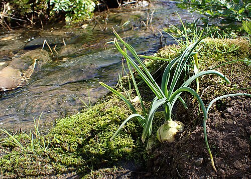 Spring squill: Drimia maritima Vila Velha de Ródão in Portugal