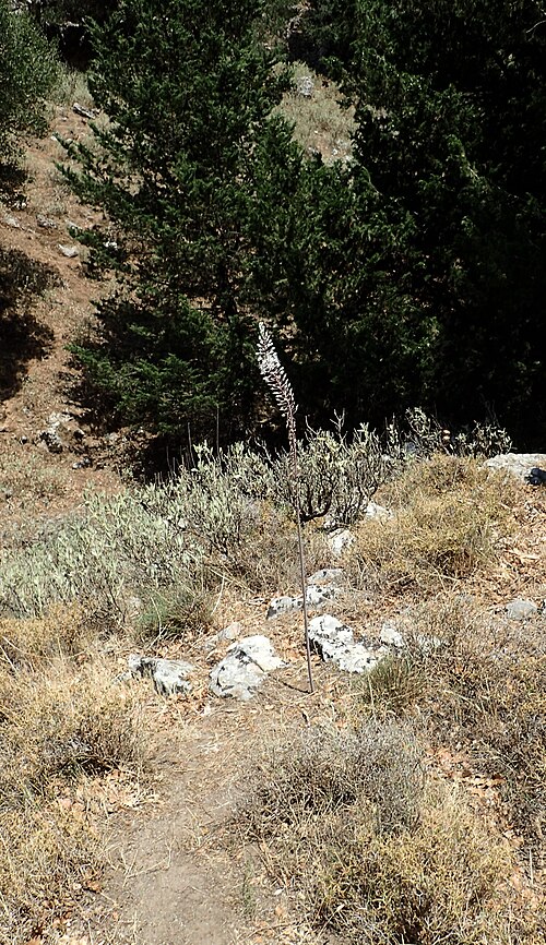 Spring squill: Drimia maritima in Impros Gorge