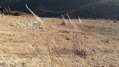 Spring squill: חצבים על תל יודפת. התל ידוע בשפעת החצבים שפורחים עליו. בסתיו 2017, הפריחה הייתה מעטה מאד