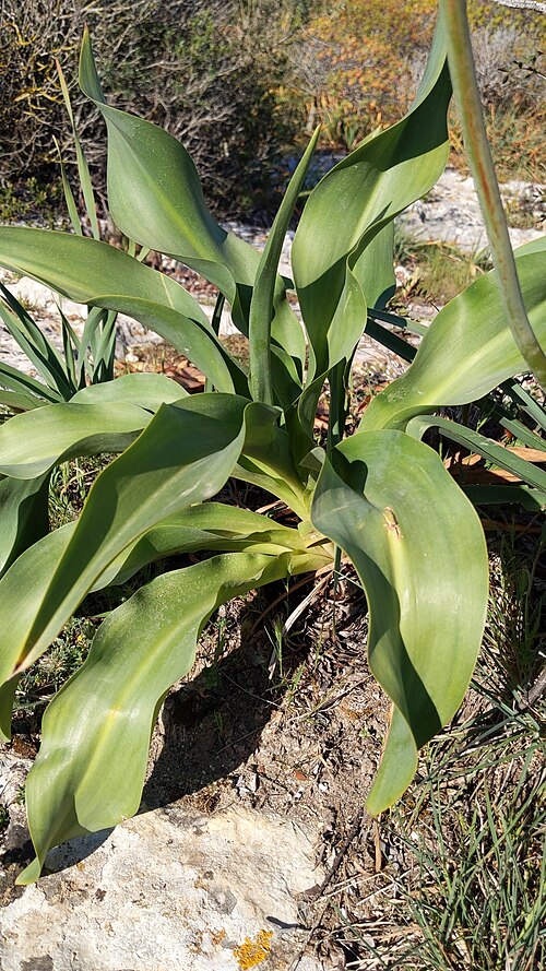 Spring squill: Drimia maritima