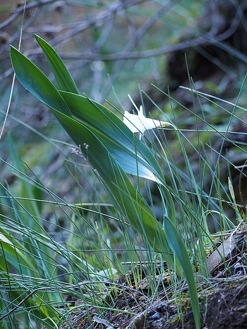 Spring squill: Drimia maritima (leaves) and Narcissus cantabricus (leaves and flowers) growing along the King's Path, Caminito del Rey , in a limestone canyon Desfiladero de l