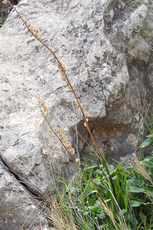 Spring squill: Drimia maritima growing along the King's Path, Caminito del Rey , in a limestone canyon Desfiladero de los Gaitanes, Natura 2000 Special Area of Conservation (I