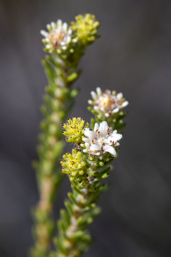Staavia radiata (Staavia radiata)