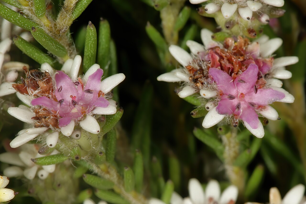Staavia radiata: Staavia radiata , flowerheads; in fynbos, Cape Point Nature Reserve, Cape Town, Western Cape, South Africa