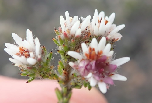 Staavia radiata (Staavia radiata)