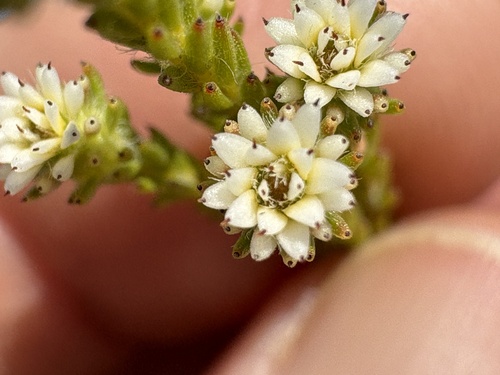 Staavia radiata (Staavia radiata)