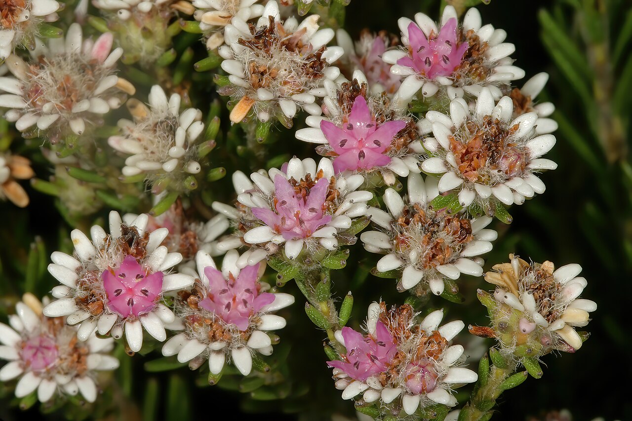 Staavia radiata: Staavia radiata , flowerheads; in fynbos, Cape Point Nature Reserve, Cape Town, Western Cape, South Africa
