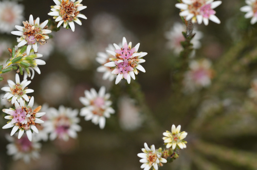 Staavia radiata (Staavia radiata)