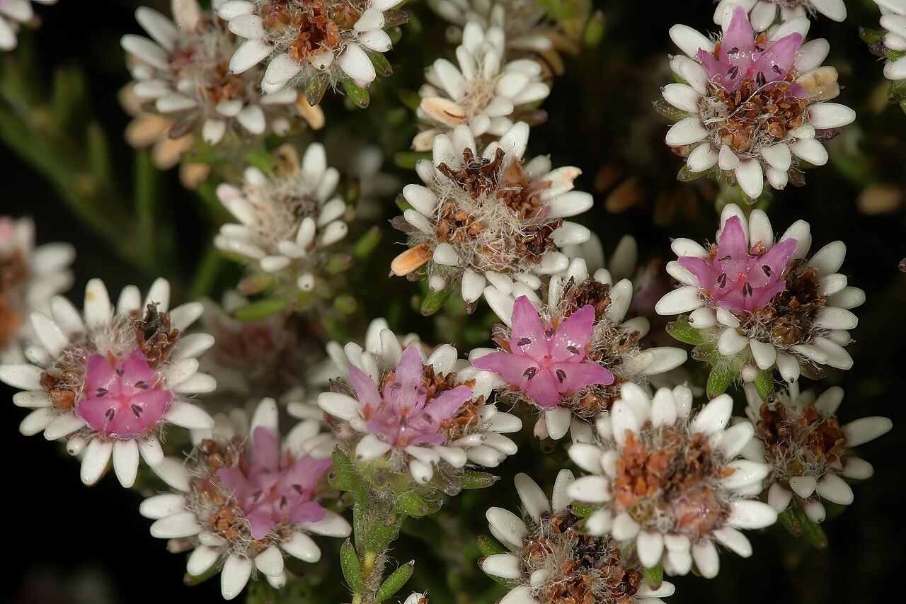 Staavia radiata: Staavia radiata , flowerheads; in fynbos, Cape Point Nature Reserve, Cape Town, Western Cape, South Africa